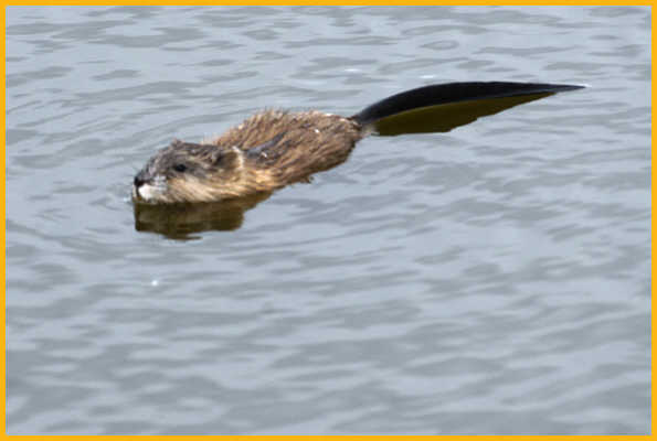 American Beaver