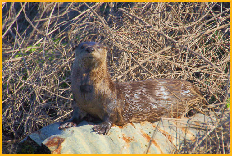 Northern River Otter