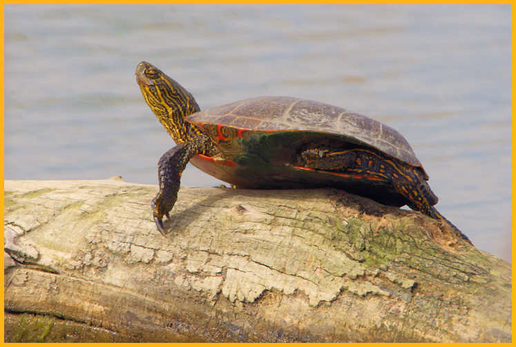 Western Painted Turtle
