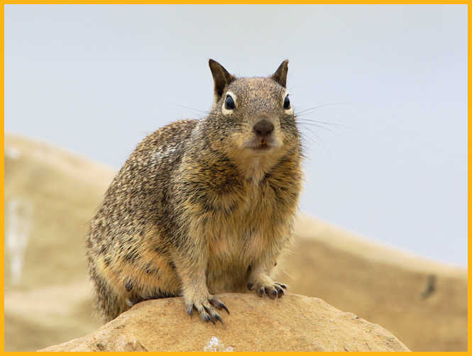 California Ground Squirrel