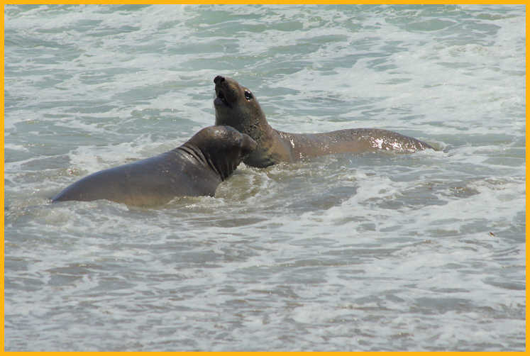 Juvenile Elephant Seals