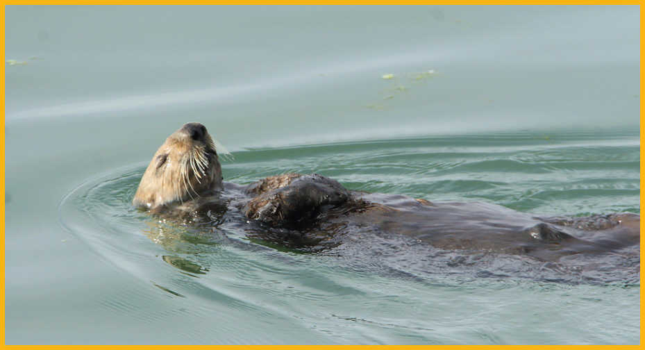 Southern Sea Otter