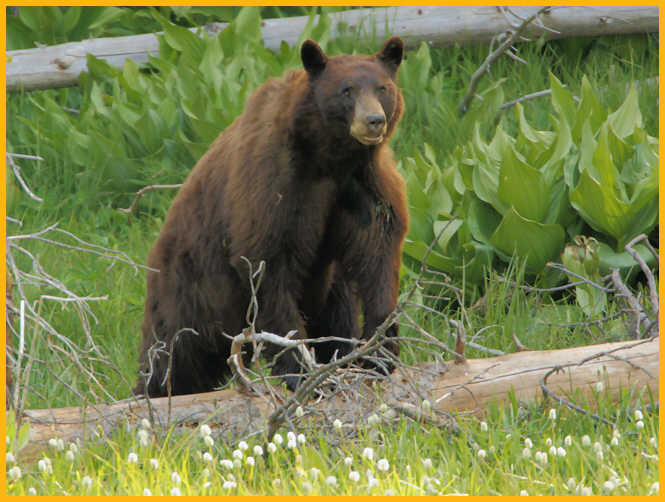 Brown Black Bear