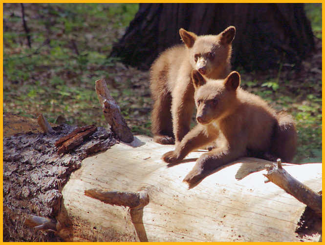 Brown Black Bear Cubs