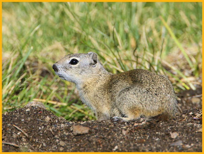 Round-tailed Ground Squirrel