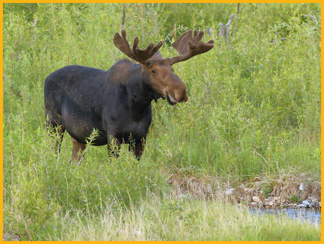 Bull Moose