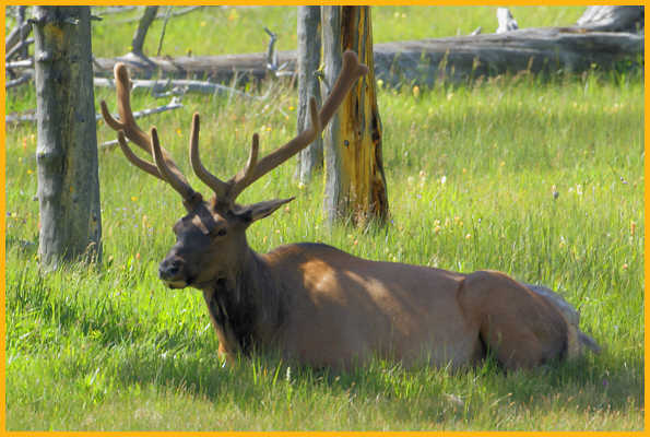 Bull Elk
