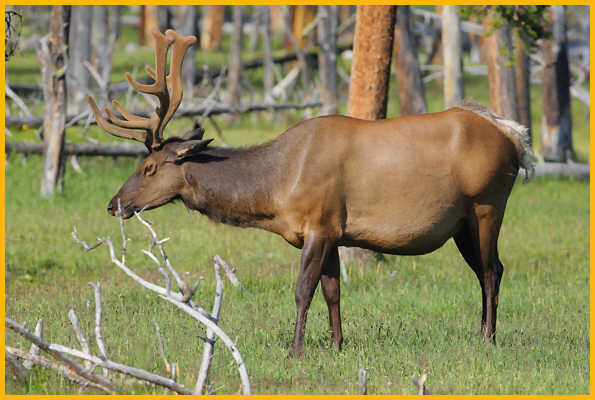 Bull Elk