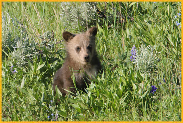 Grizzly Bear Cub