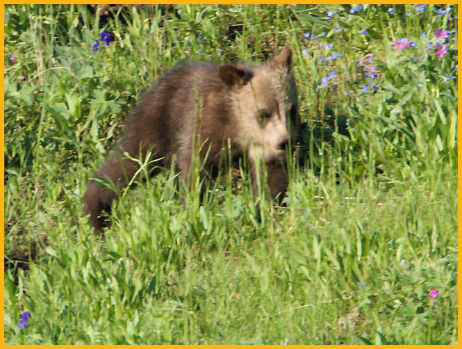 Grizzly Bear Cub