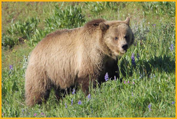 Female Grizzly Bear