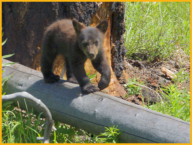 Black Bear Cub