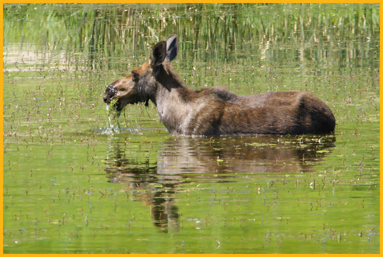 Juvenile Moose