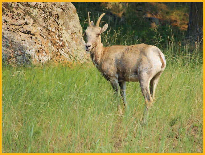 Rocky Mountain Bighorn Sheep Ewe