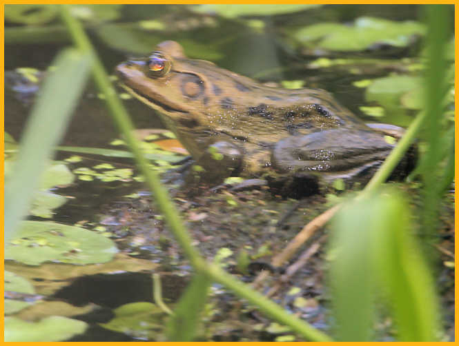 Pig Frog