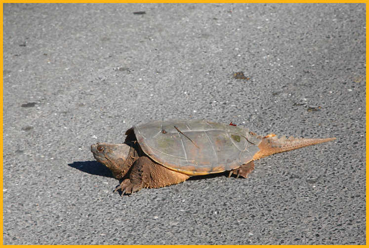 Eastern Snapping Turtle