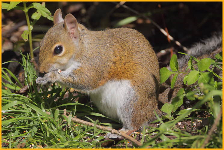 Eastern Fox Squirrel