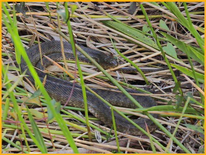 Southern Black Racer Snake