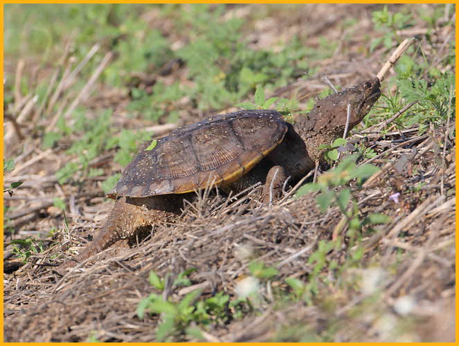 Florida Snapping Turtle