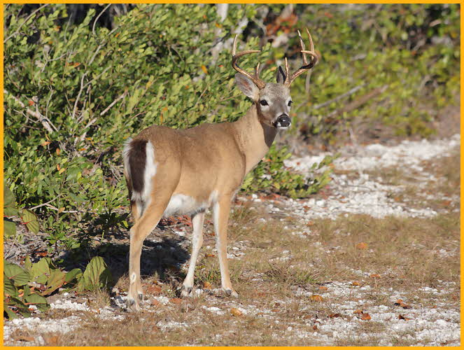 Key Deer Buck