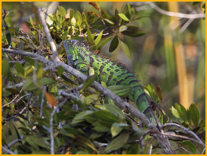 Young Green Iguana