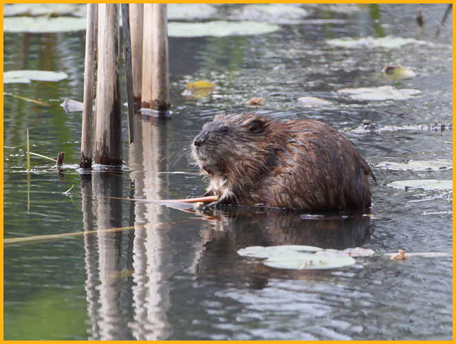 Common Muskrat