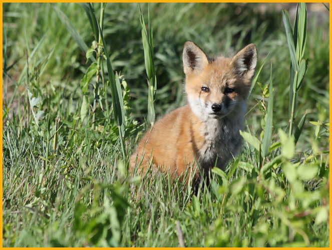 Red Fox Kit