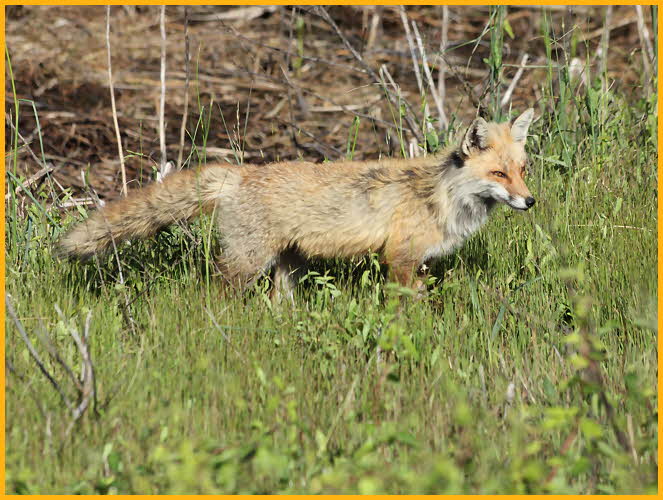 Red Fox