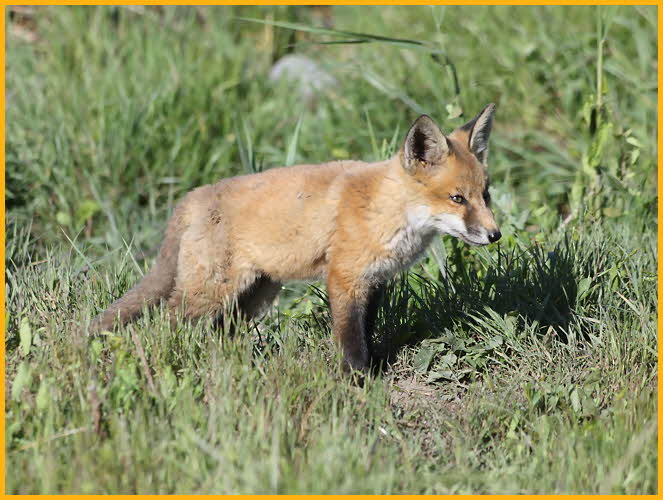Red Fox Kit