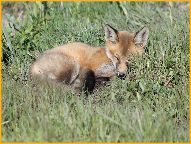 Red Fox Kit