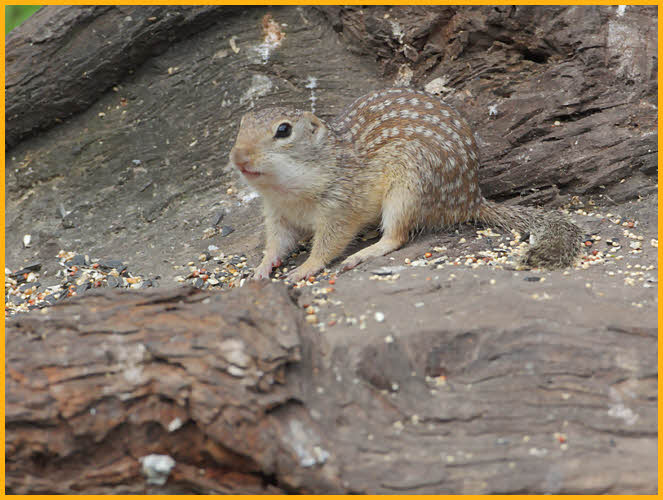 Mexican Ground Squirrel