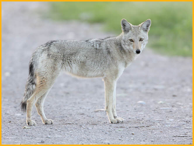 Coyote