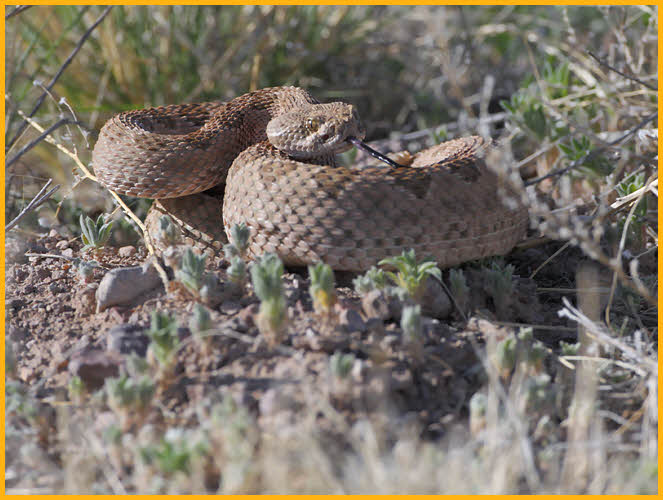 Mohave Rattlesnake