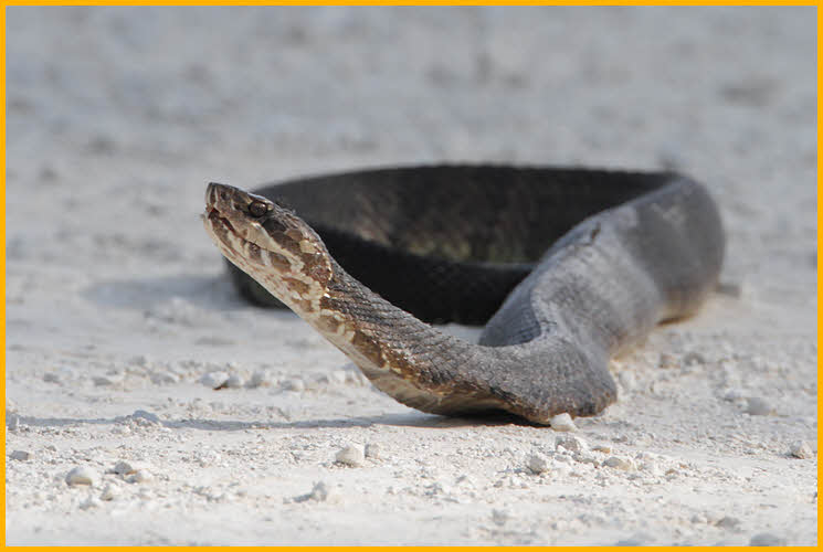 Cottonmouth (Water Moccasin)