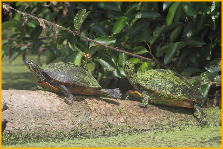 Florida Red-bellied Turtles