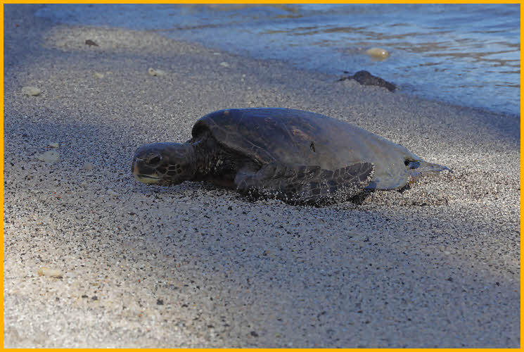 Hawaiian Sea (Green) Turtle