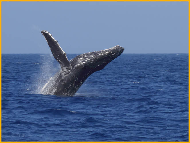 Humpback Whale