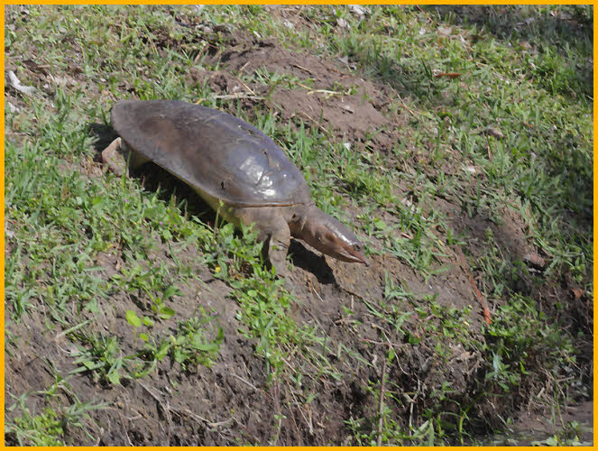 Florida Softshell