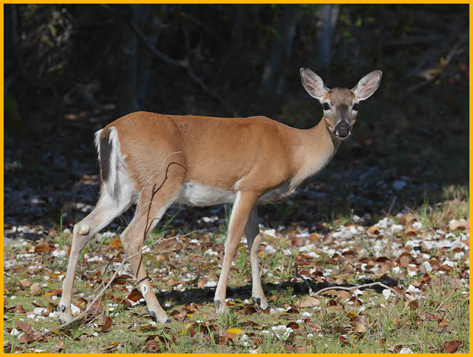 Key Deer, Doe