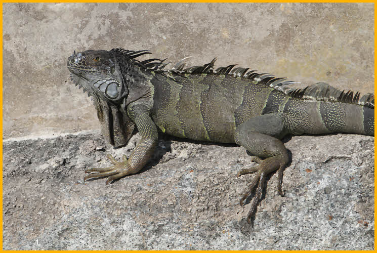 Old Green Iguana