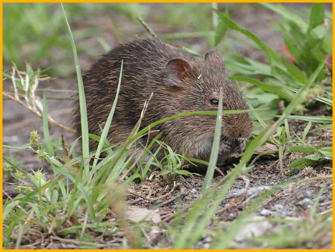 Marsh Rice Rat