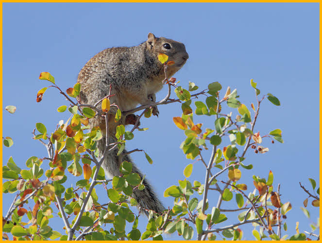 Eastern Fox Squirrel