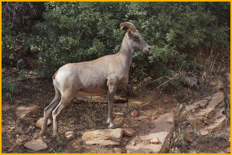 Desert Bighorn Sheep Ewe