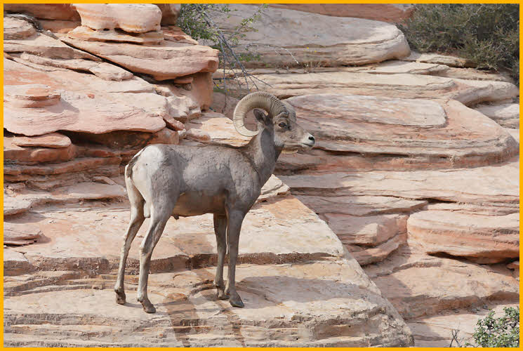 Desert Bighorn Sheep Ram
