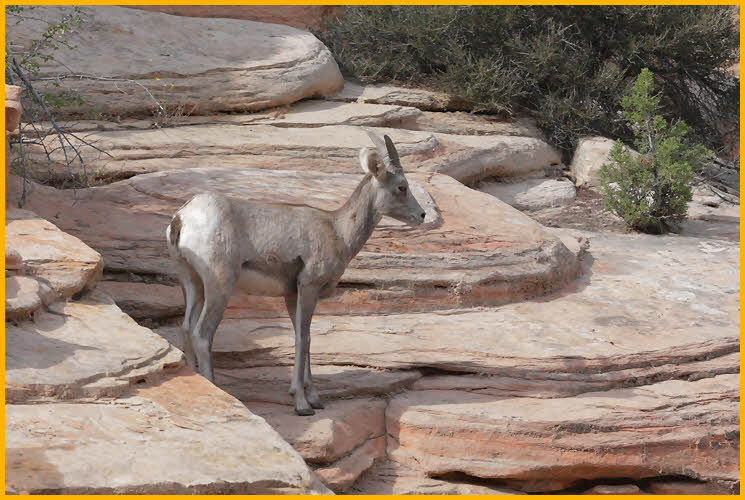 Young Desert Bighorn Sheep
