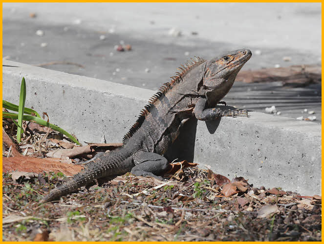 Black Iguana