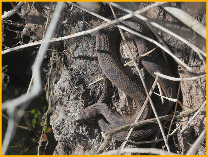 Florida Green Water Snake