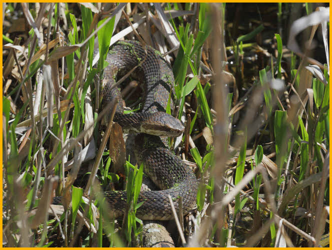 Cottonmouth Snake