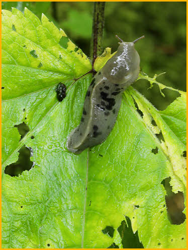 Slug