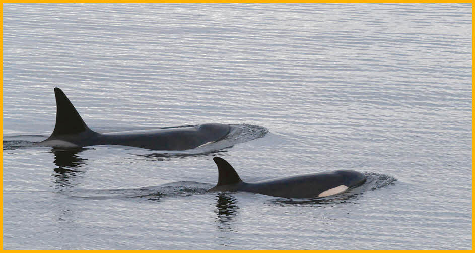 Female Orca and Calf